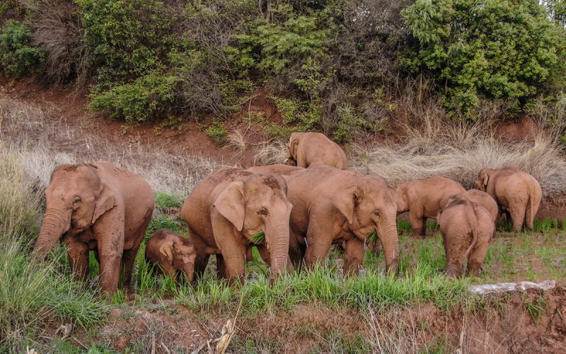 Миграция слонов