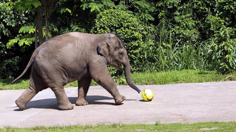 Миграция слонов