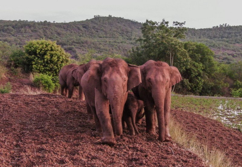 Phuket Elephant Sanctuary на Пхукете