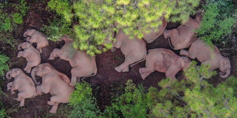 Цяньлун 1736 1796