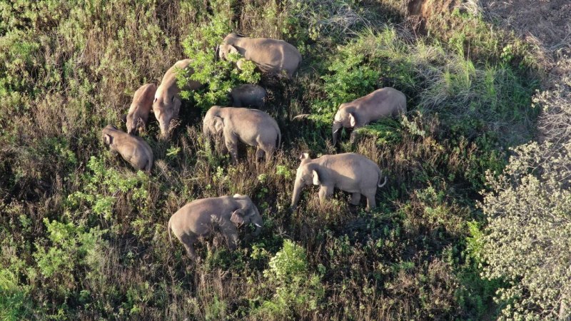 Жизнь слонов