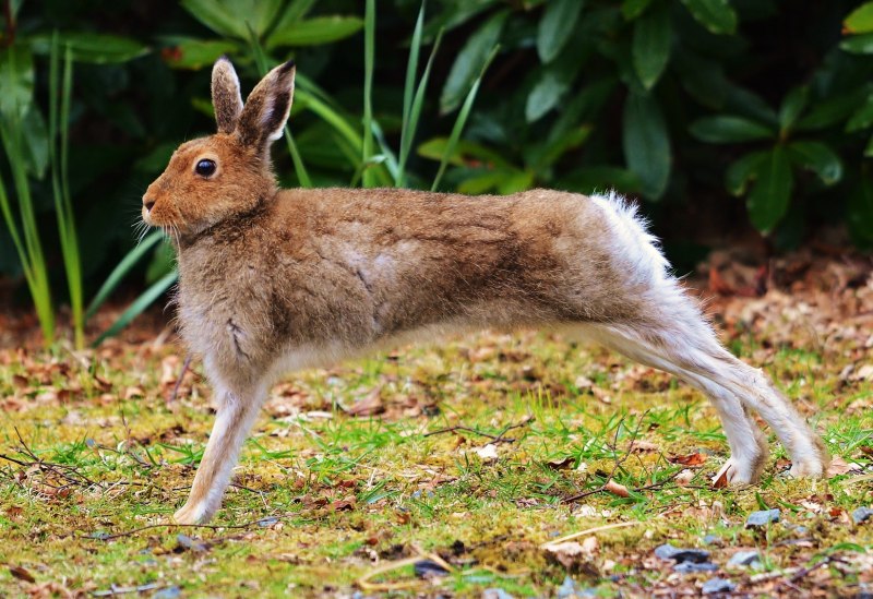 Отряд зайцеобразные кролики