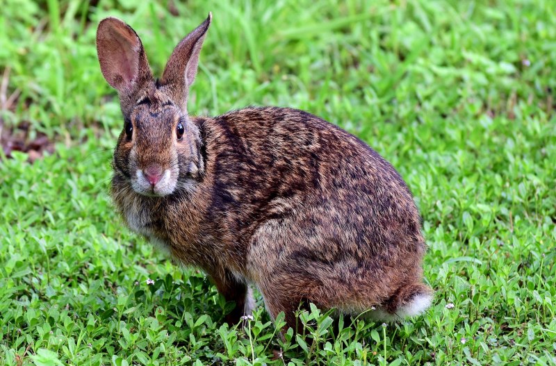 Водяной кролик 2023