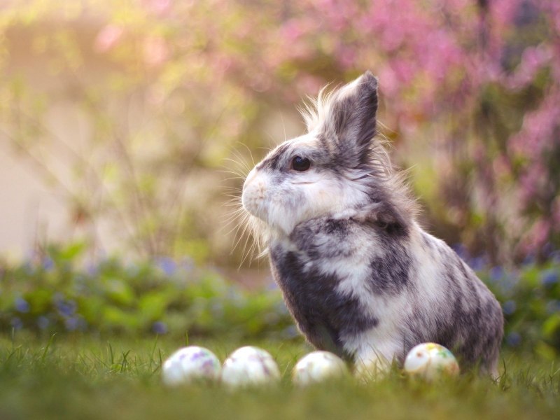 Синий зайчик