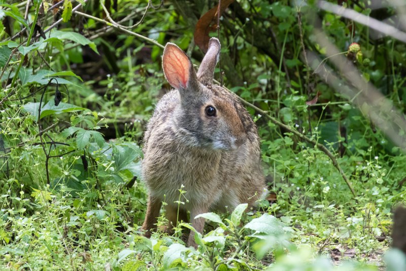 Кустарниковый кролик (Sylvilagus Brasiliensis)