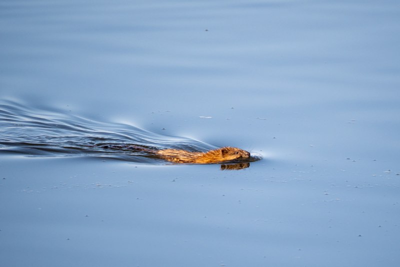 Водный кролик в воде