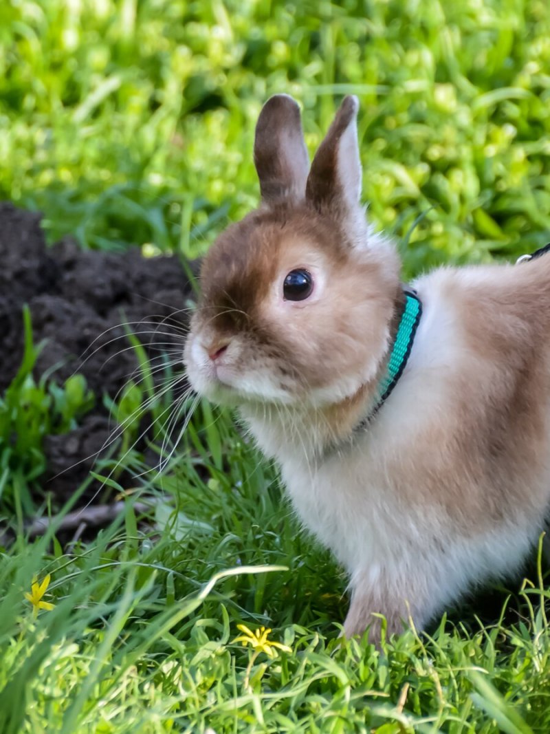 Весенний кролик