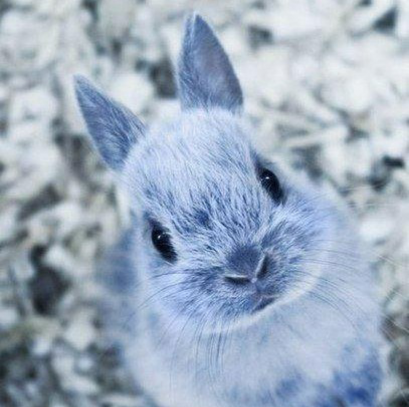 Зайцеобразные заяц Беляк