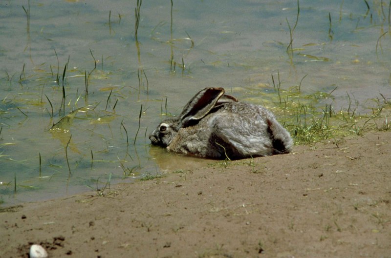 Кролик моется