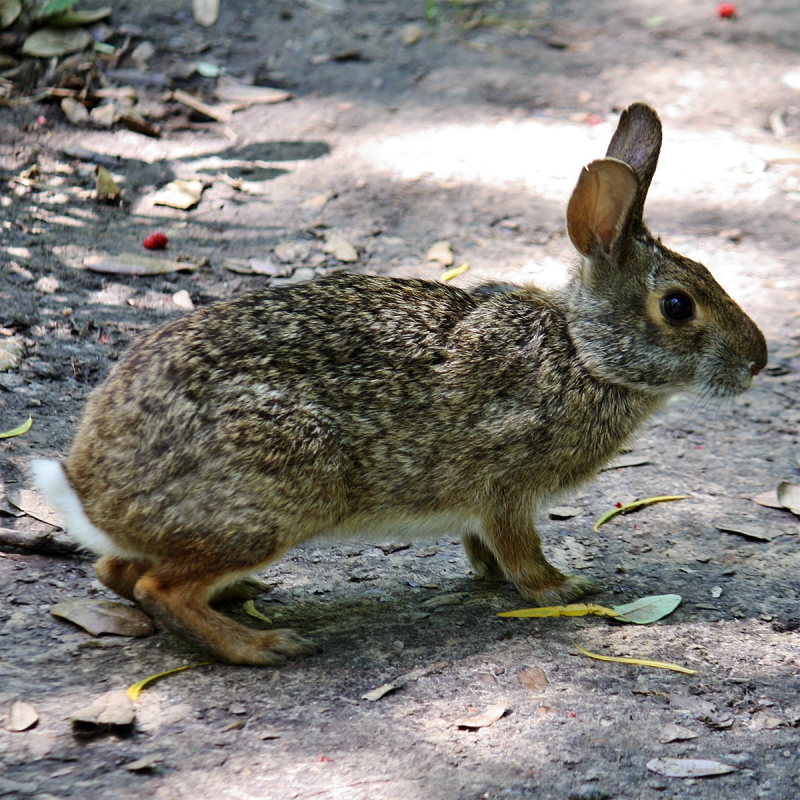 Степной кролик (Sylvilagus audubonii)