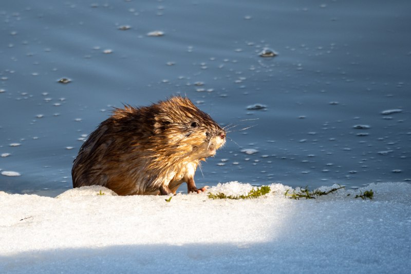 Ондатра белая