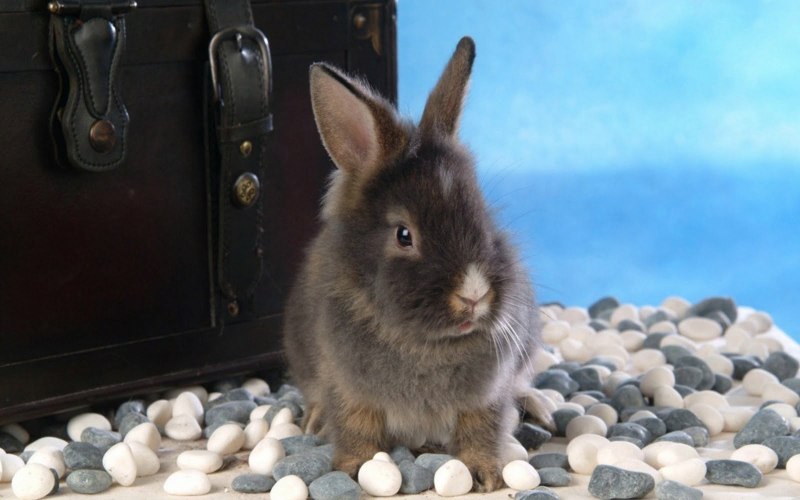 Белый кролик