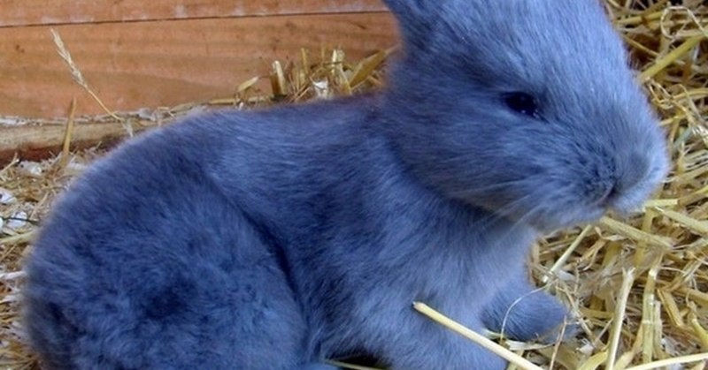 Пушистый заяц