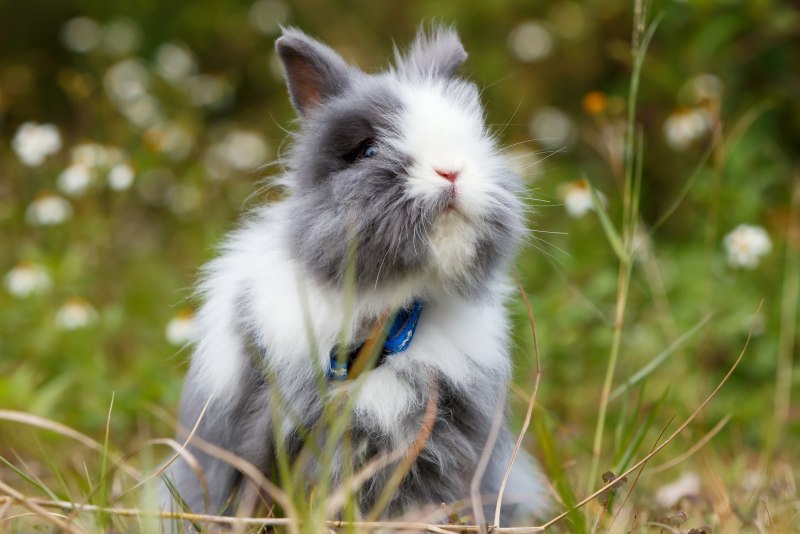 Голубой кролик