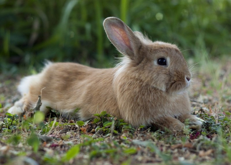 Водяной кролик животное