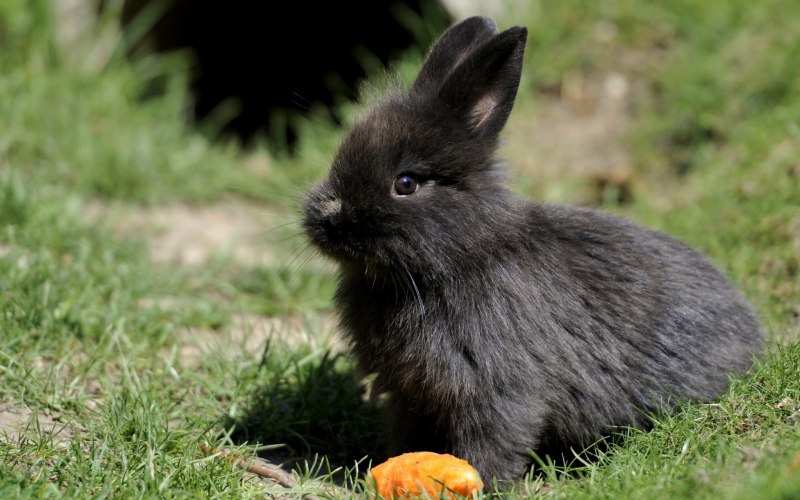 Чернохвостый заяц Северной Америки