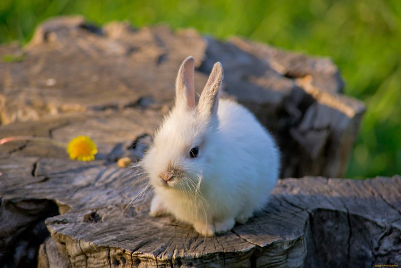 Голубой водяной кролик фото