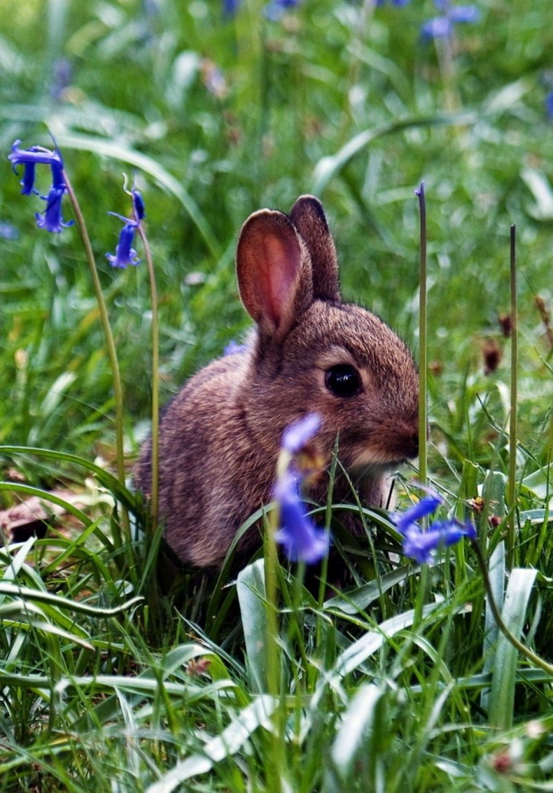 Синий кролик