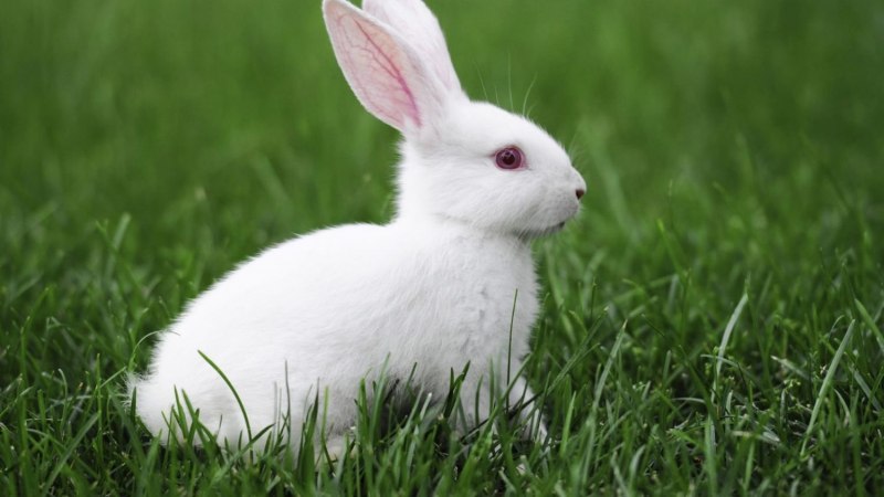 Декоративные кролики на рабочий стол