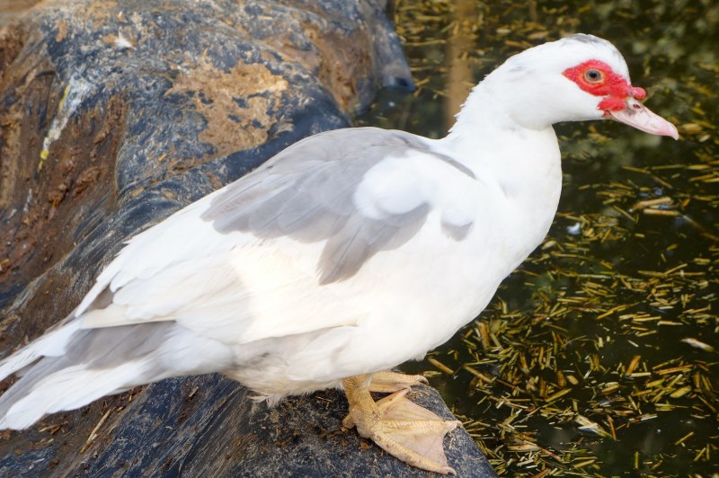 Cairina moschata (мускусная утка