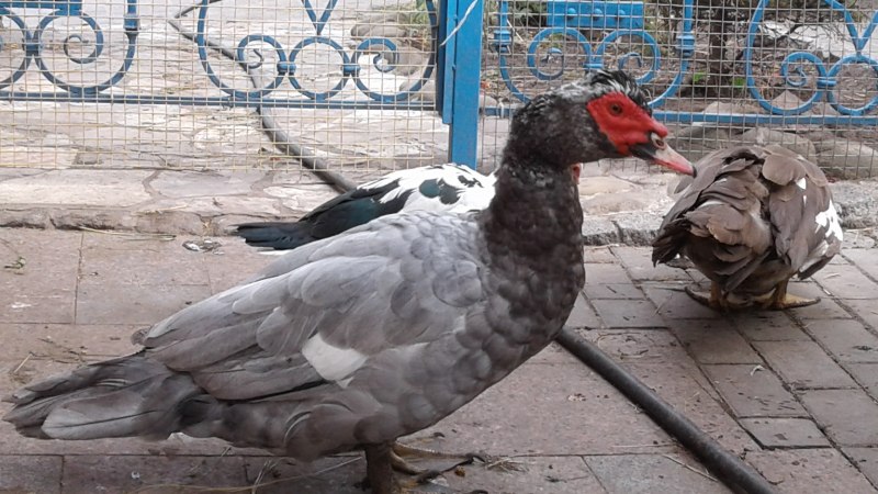 Мускусные утки.Изабелла