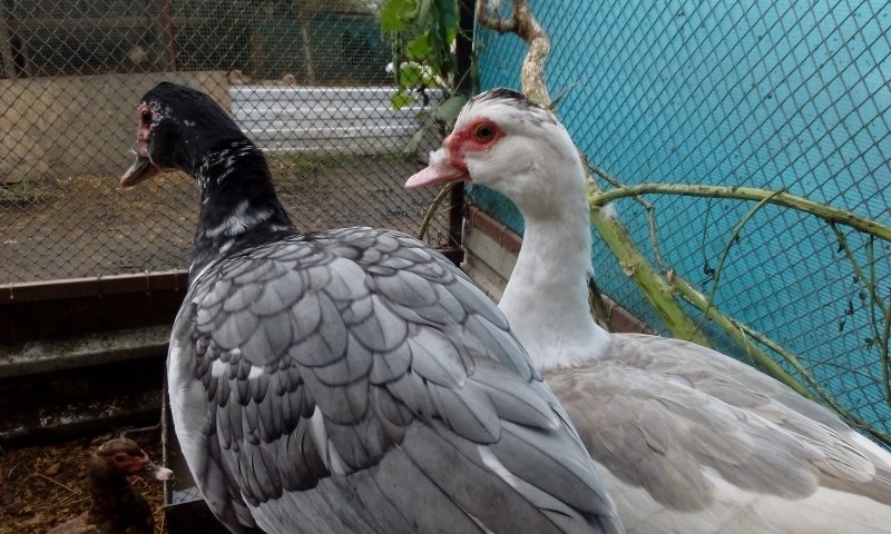 Мускусная утка селезень