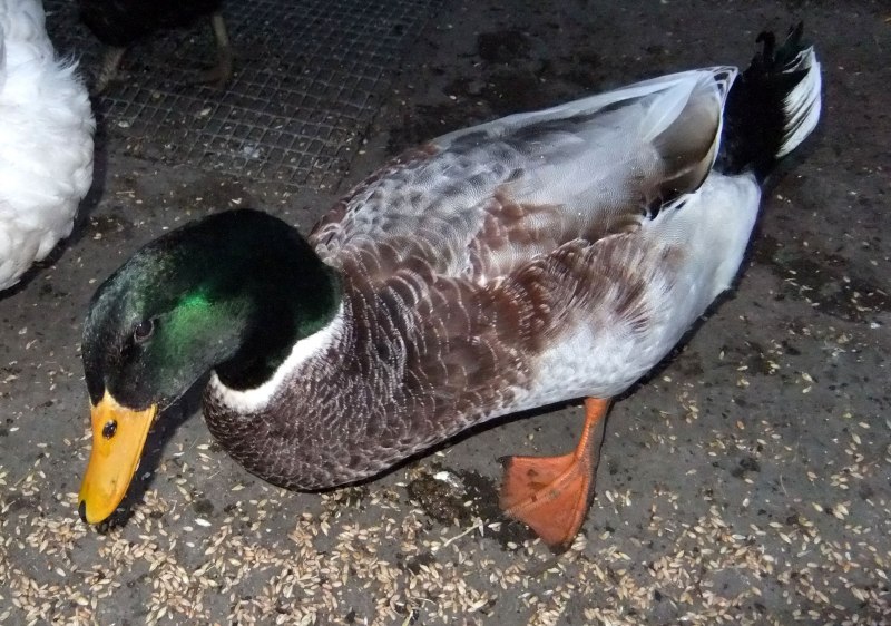 Белая мускусная утка