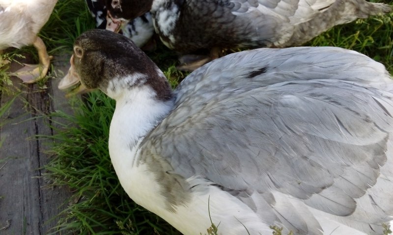 Голубая мускусная утка