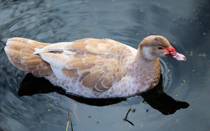 Утка Башкирская белогрудая