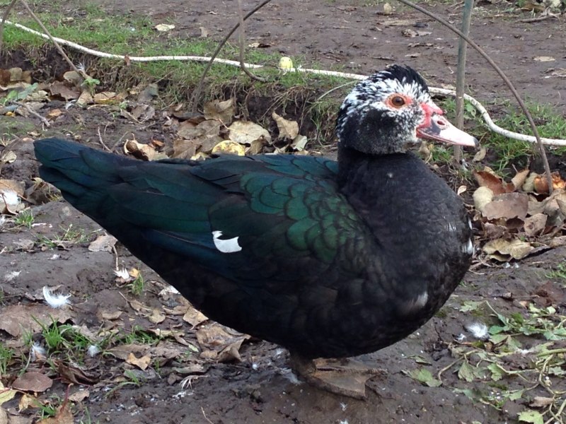 Птица мускусная утка