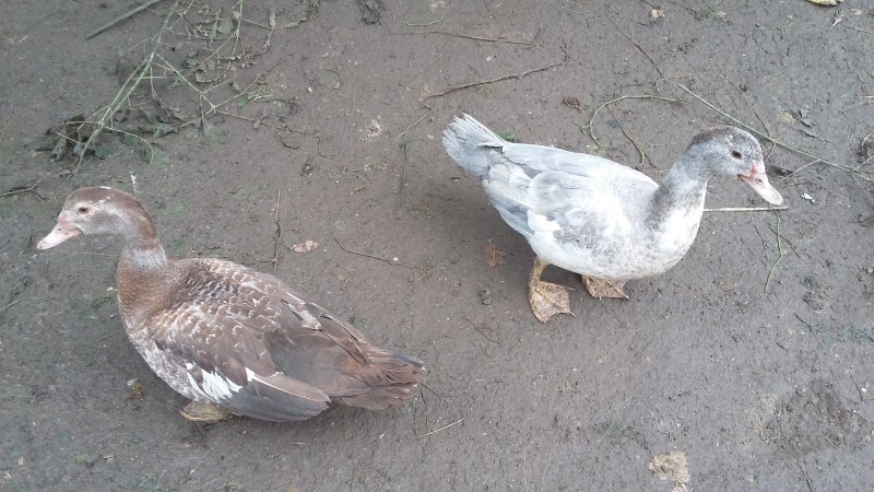 Лавандовая мускусная утка