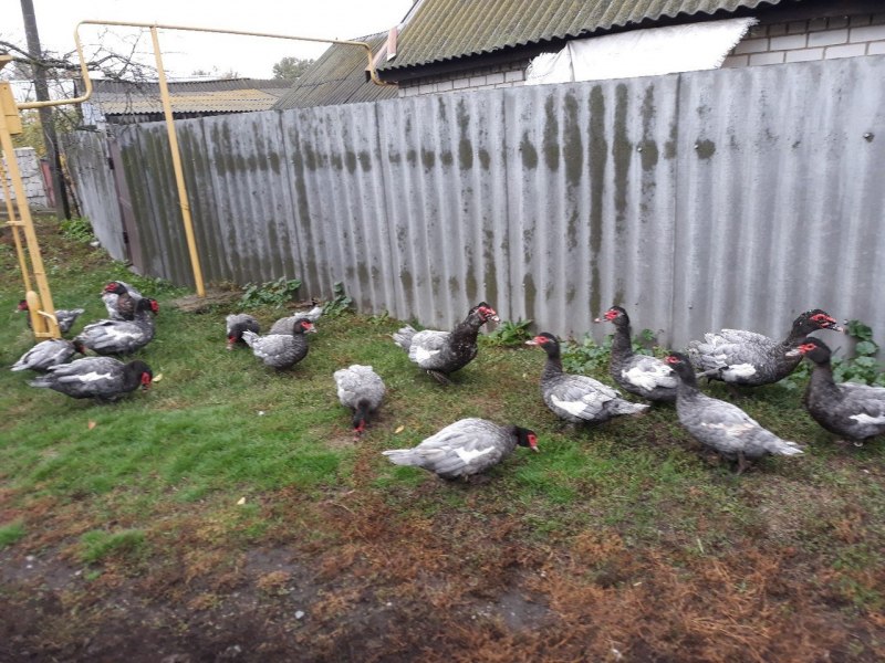 Мускусные утки Лаванда