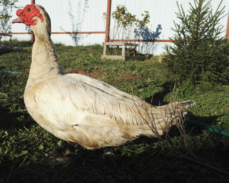 Белая венгерская мускусная утка