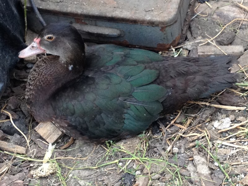 Пекинская индоутка