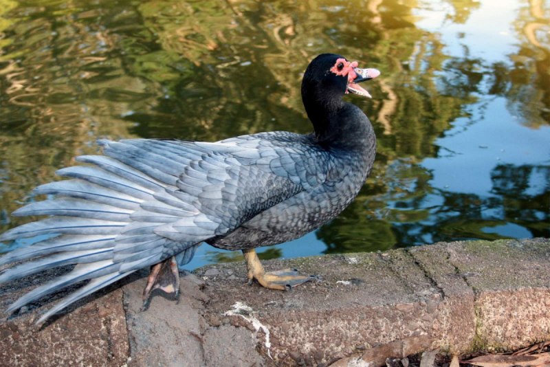 Голубая мускусная утка