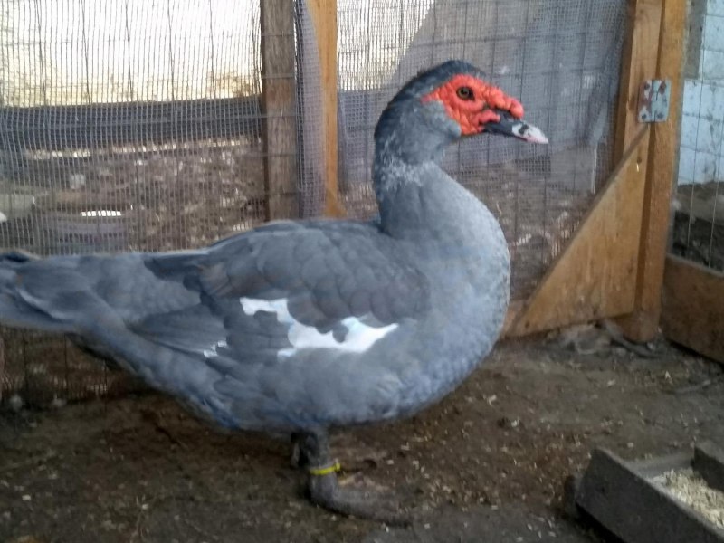 Серая индоутка