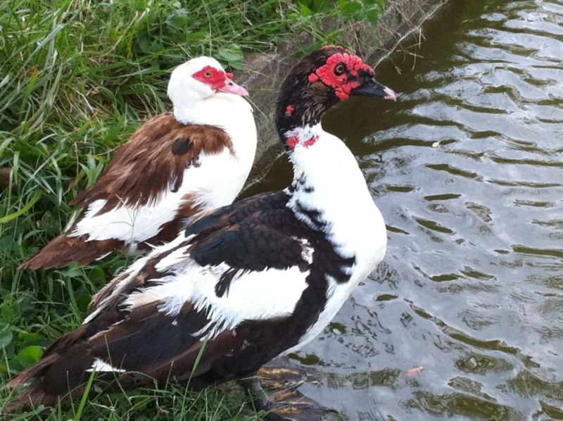 Мускусная утка кросс Бенд