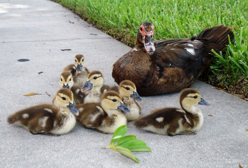 Селезень индоутки