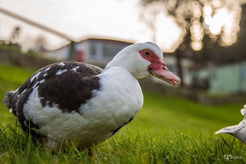 Утка индоутка