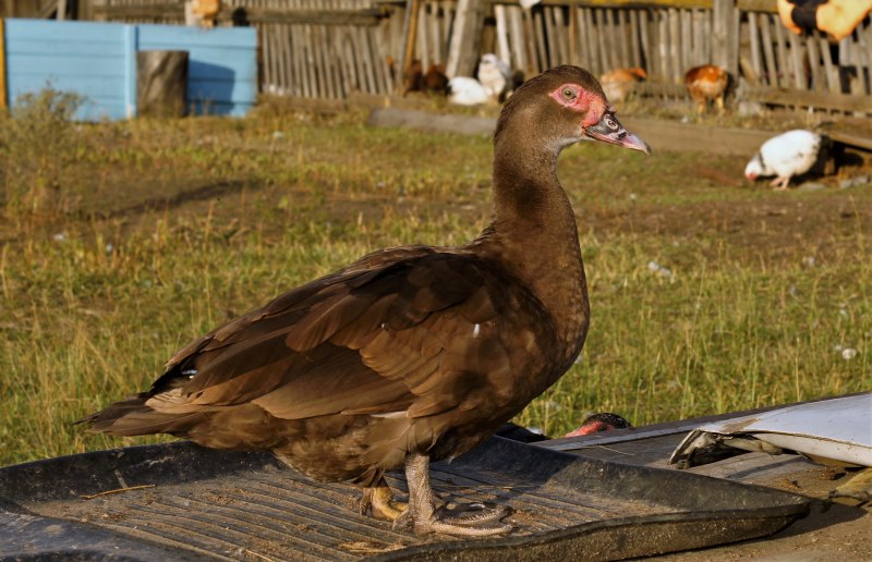 Индоутки мускусные утки