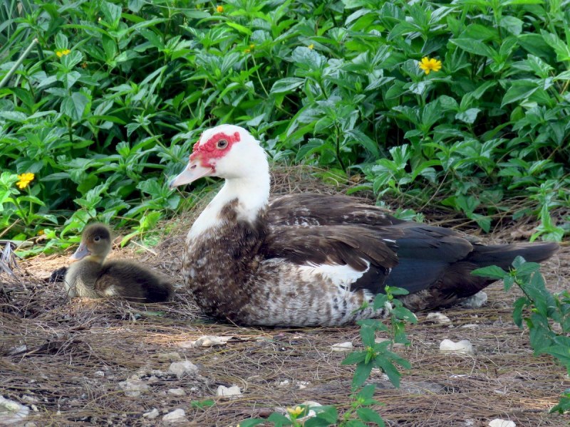 Индоутки без фона