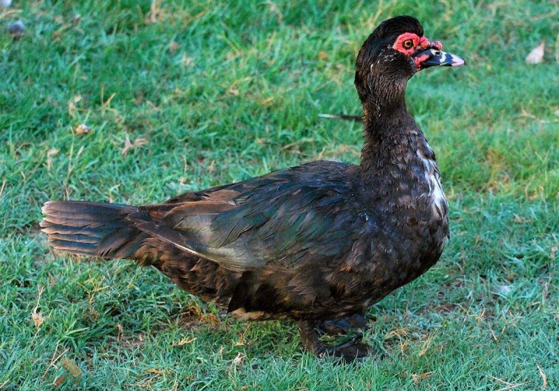 Мускусная утка черная