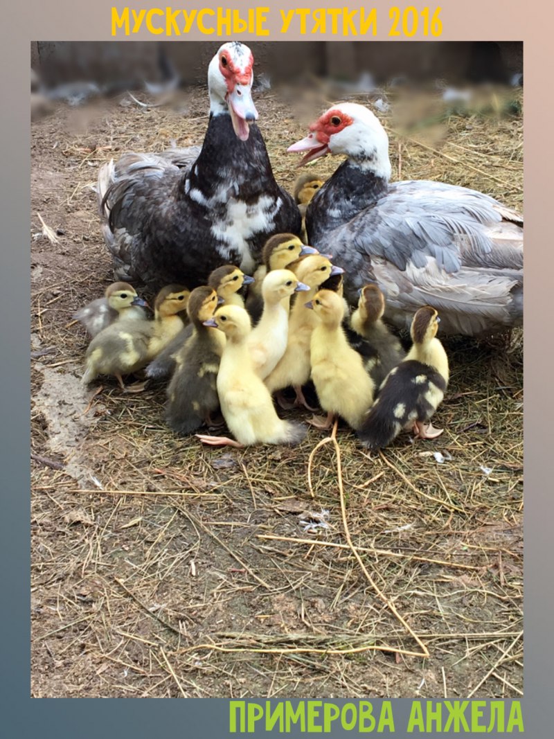 Мускусная утка Мулард