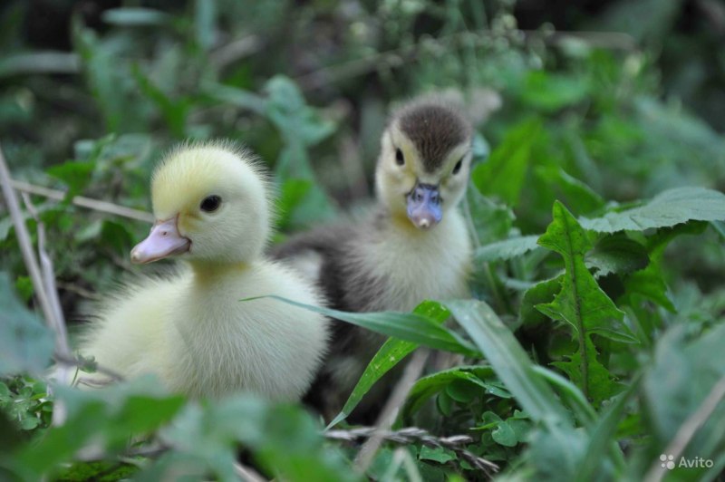 Индоутка зеленая