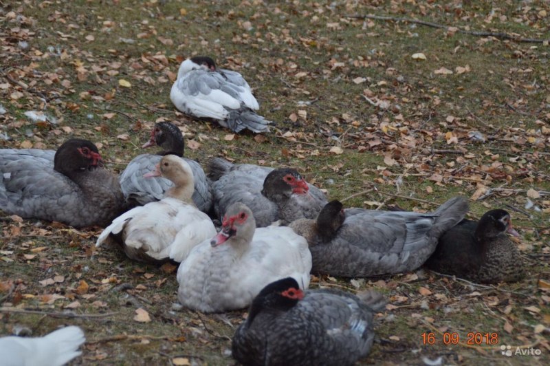 Голубая мускусная индоутка