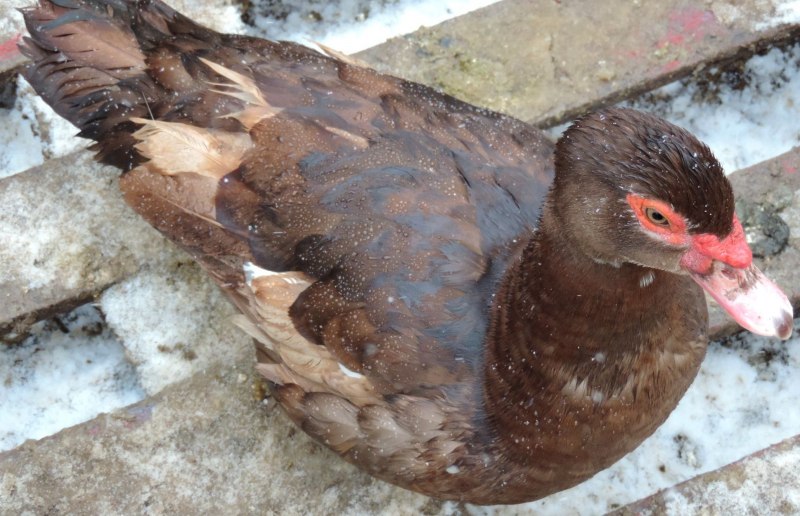 Индоутка мускусная