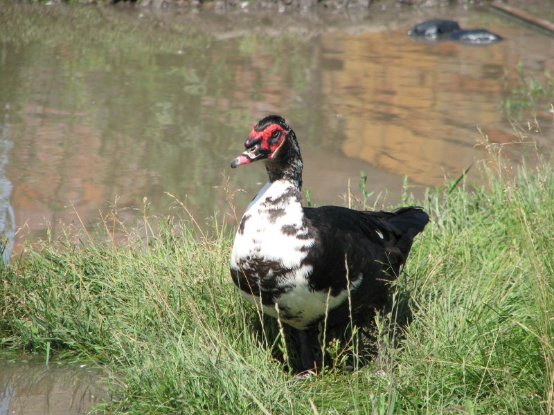 Индоутка самец белый