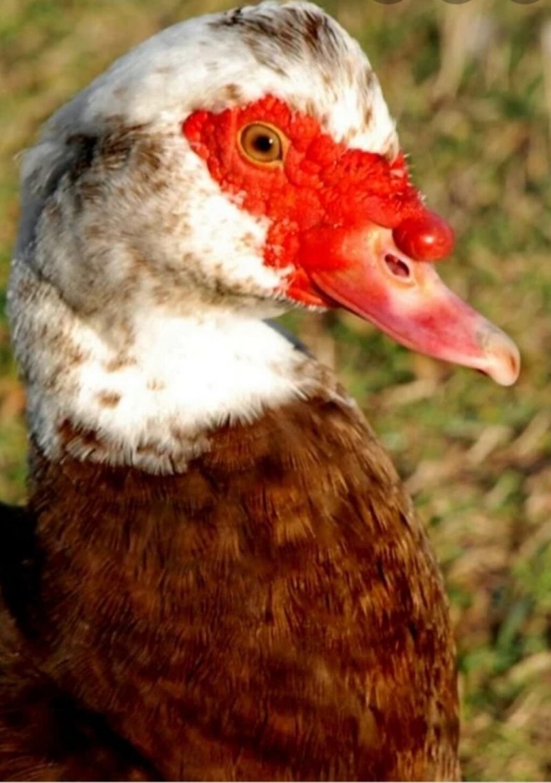 Дикая индоутка в природе