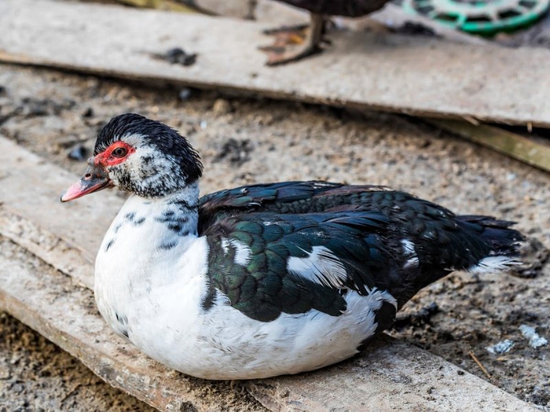 Мускусная утка красный бык