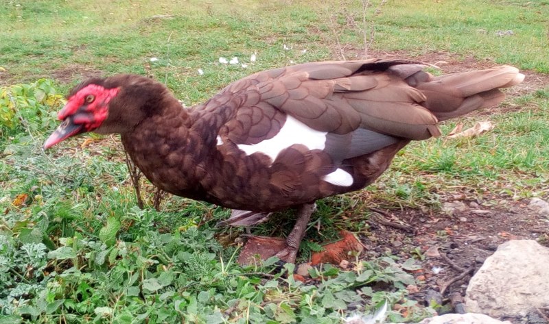 Индоутка Милардо